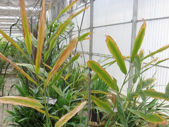 Alpinia galanga