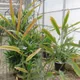 Alpinia galanga