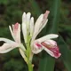 Alpinia officinarum