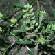 Pale alyssum