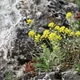 Alyssum montanum