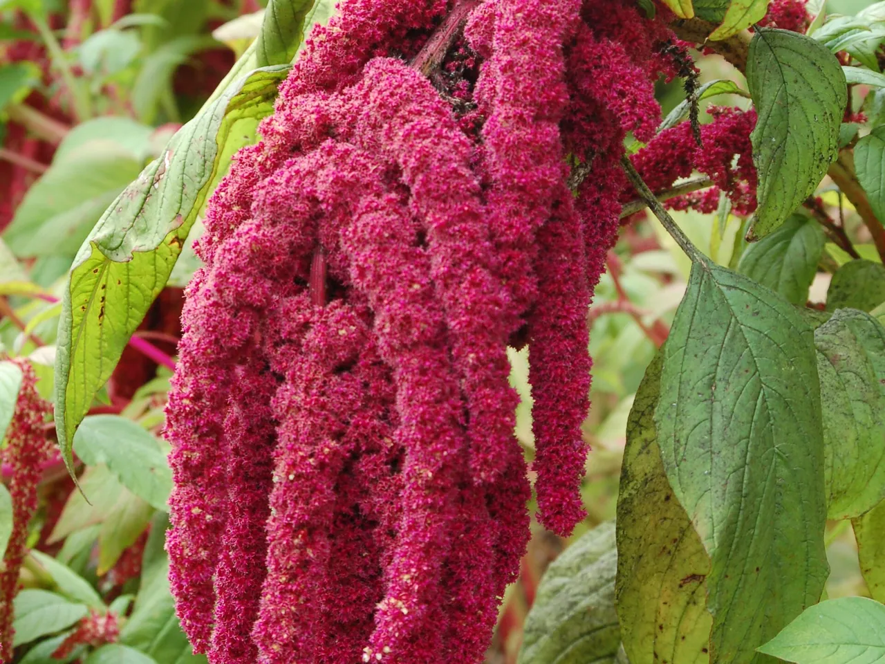 Love-lies-bleeding