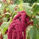 Love-lies-bleeding