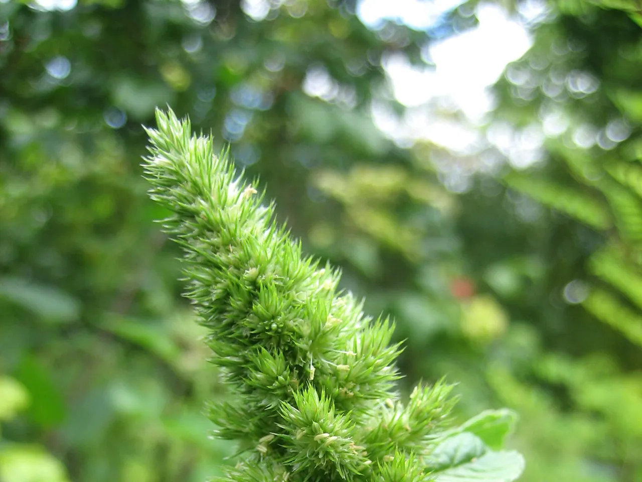 Common amaranth