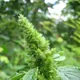 Common amaranth