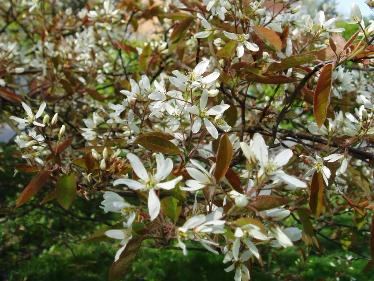 Juneberry