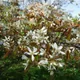 Juneberry