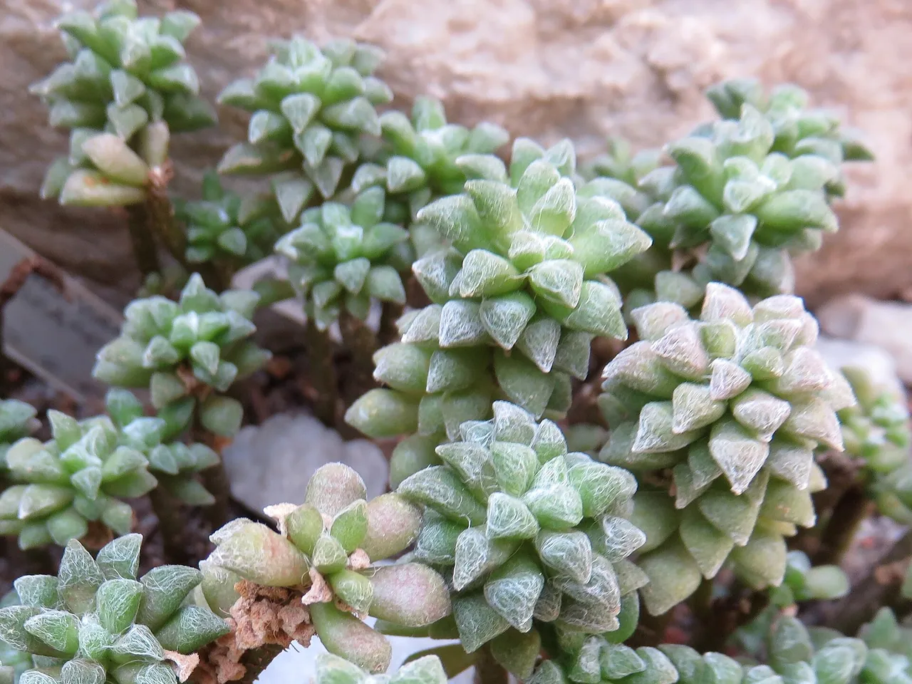Anacampseros arachnoides