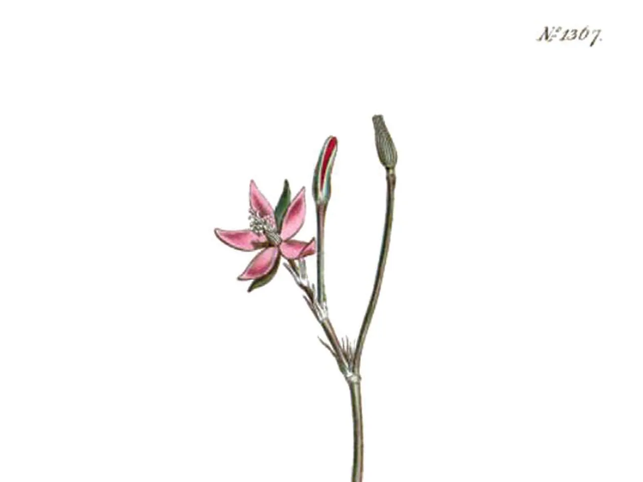 Anacampseros filamentosa
