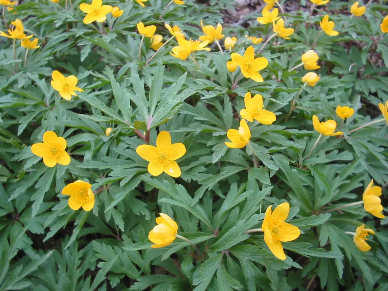 Anemonoides ranunculoides