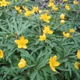 Anemonoides ranunculoides
