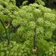 Angelica