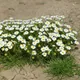 Anthe-matricaria gruetteriana