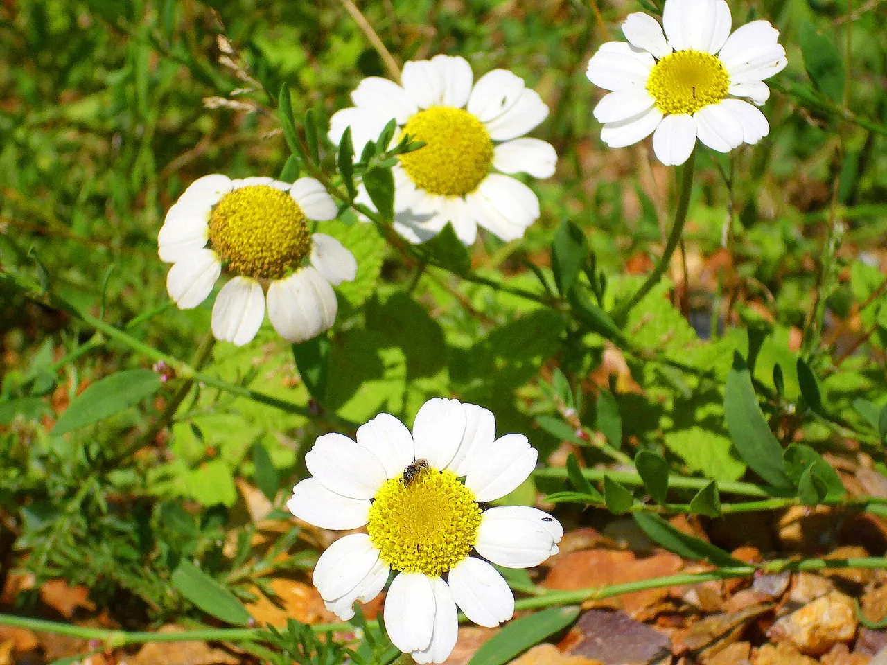 Mayweed