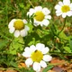 Mayweed