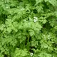 Chervil