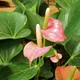 Flamingo flower