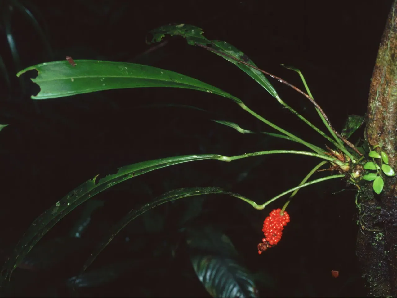 Anthurium bakeri