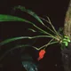 Anthurium bakeri