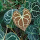 Anthurium clarinervium