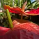 Anthurium crassinervium