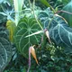 Anthurium crystallinum