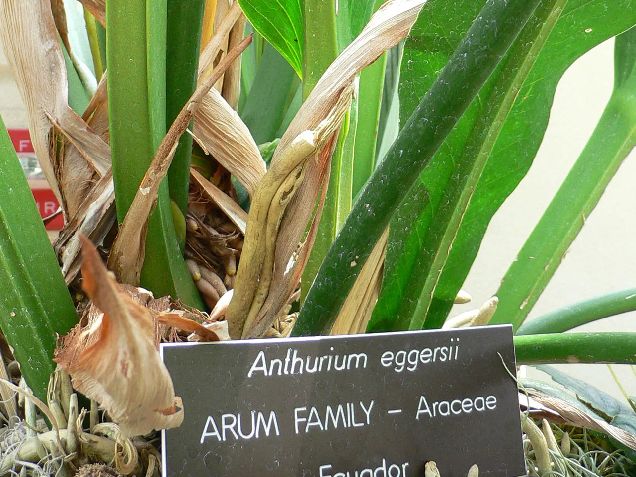Anthurium eggersii