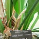 Anthurium eggersii