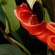 Anthurium scherzerianum