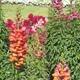 Snapdragons