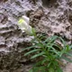 Antirrhinum siculum