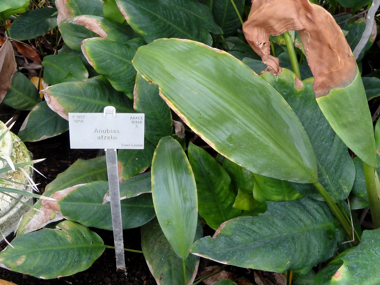 Anubias afzelii