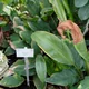 Anubias afzelii