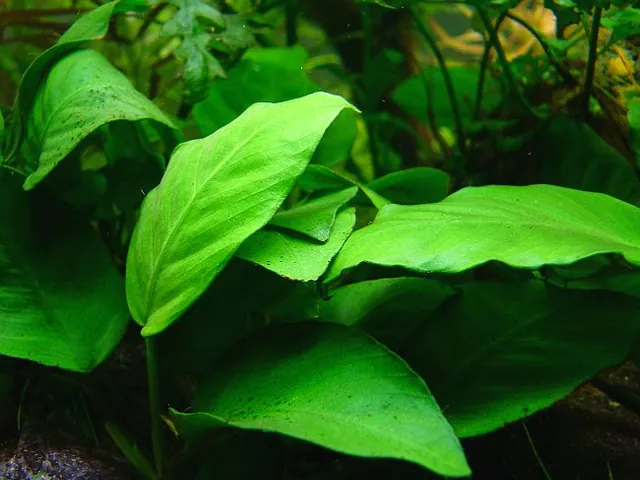 Anubias barteri