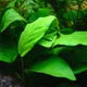 Anubias barteri