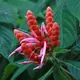 Aphelandra sinclairiana