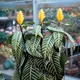 Zebra plant