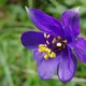 Aquilegia alpina