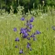 Columbine