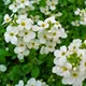 Arabis caucasica