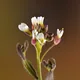 Hairy rockcress