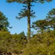 Chilean pine