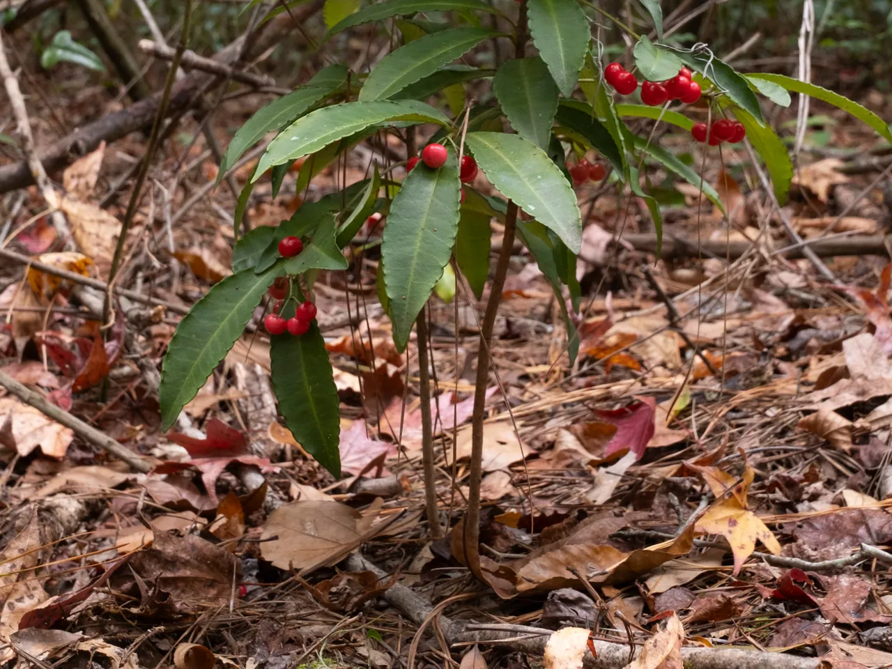 Australian holly