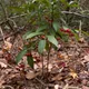 Australian holly