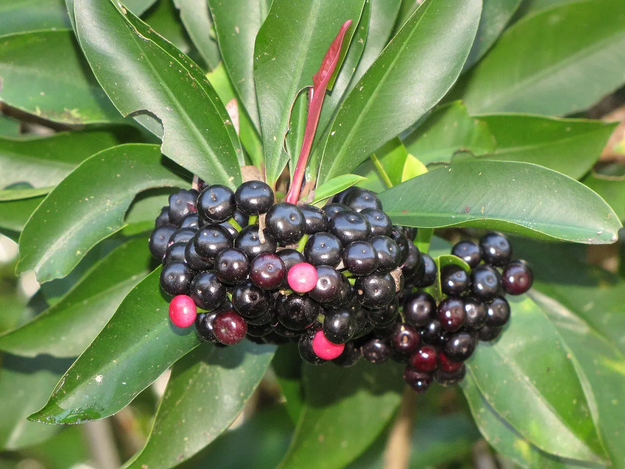 Ardisia elliptica