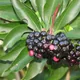 Ardisia elliptica