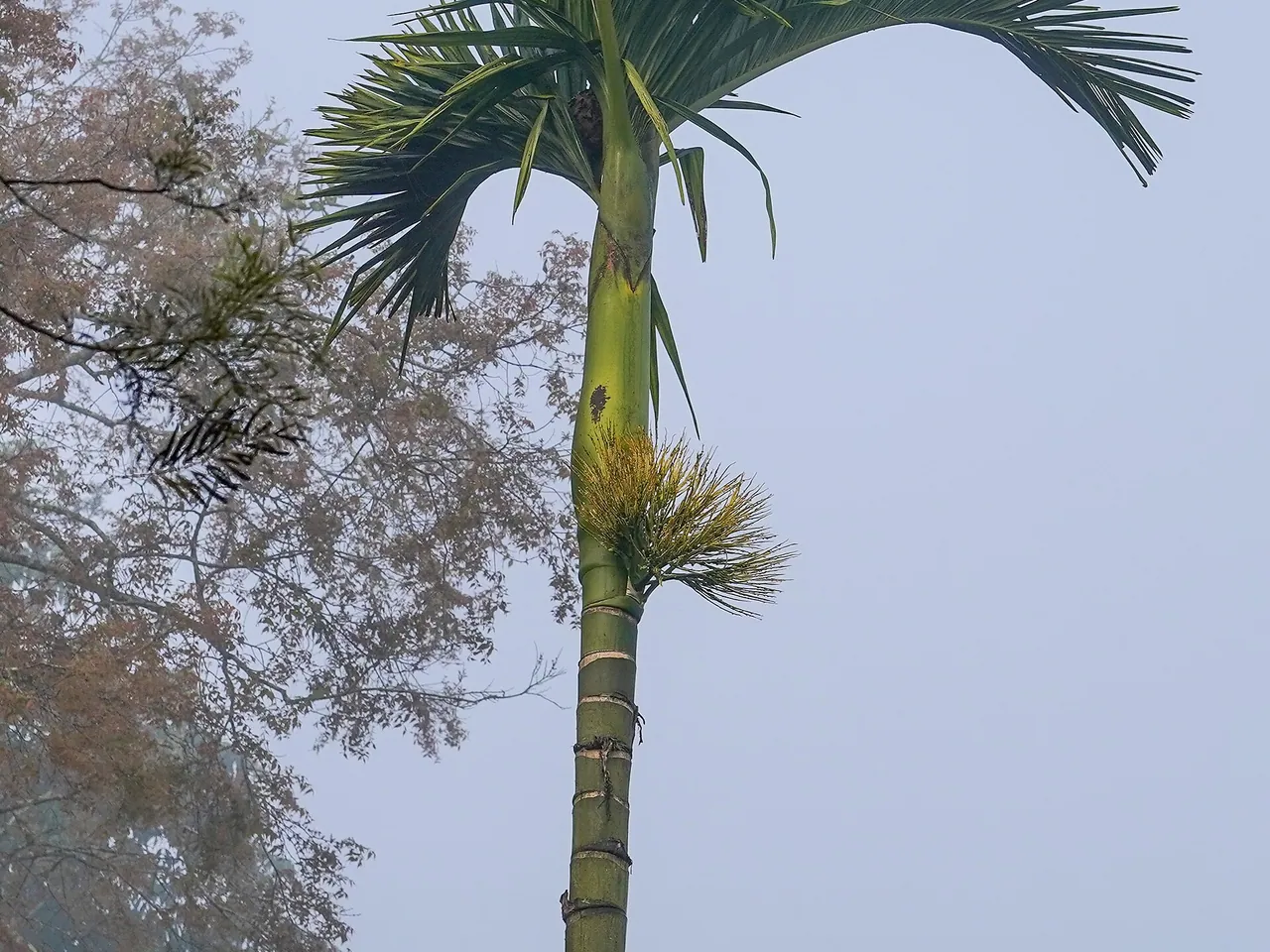 Areca-nut palm