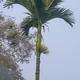 Areca-nut palm