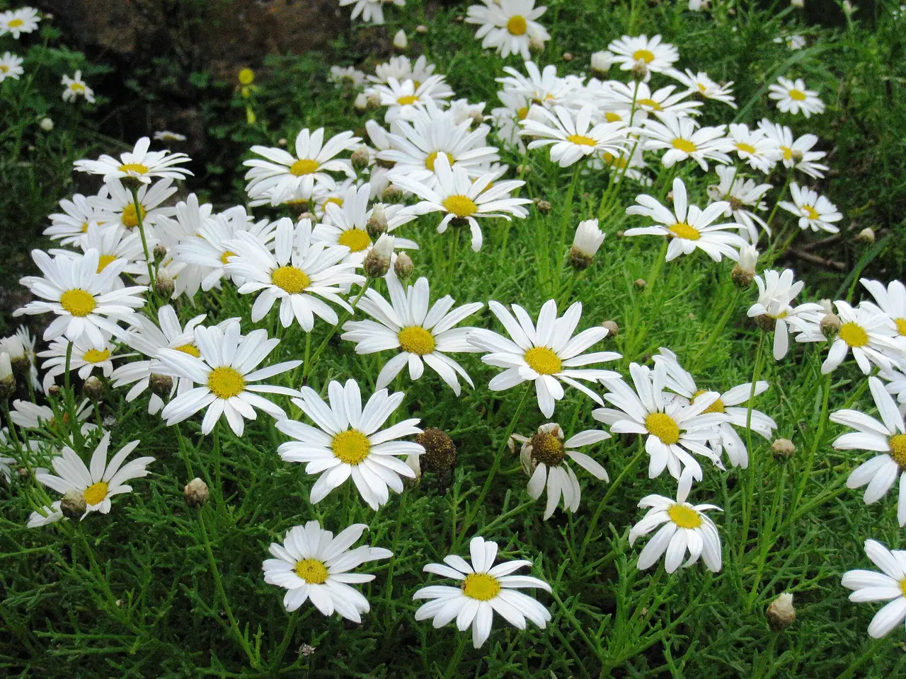 Marguerite daisy