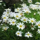 Marguerite daisy
